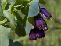 Cerinthe major 21, Grote wasbloem, Saxifraga-Willem van Kruijsbergen