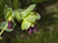 Cerinthe major 22, Grote wasbloem, Saxifraga-Jan van der Straaten