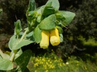 Cerinthe major 23, Grote wasbloem, Saxifraga-Peter Meininger