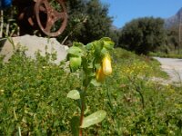 Cerinthe major 24, Grote wasbloem, Saxifraga-Peter Meininger