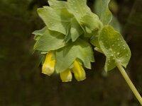 Cerinthe major 3, Grote wasbloem, Saxifraga-Jan van der Straaten