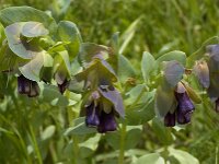 Cerinthe major 4, Grote wasbloem, Saxifraga-Willem van Kruijsbergen