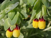 Cerinthe major 5, Grote wasbloem, Saxifraga-Rutger Barendse