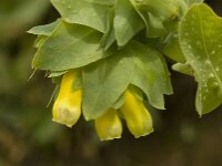Cerinthe major 6, Grote wasbloem, Saxifraga-Jan van der Straaten
