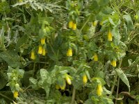 Cerinthe major 7, Grote wasbloem, Saxifraga-Jan van der Straaten