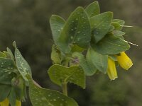 Cerinthe major 9, Grote wasbloem, Saxifraga-Willem van Kruijsbergen