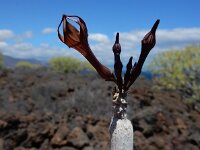 Ceropegia fusca 10, Saxifraga-Ed Stikvoort