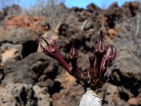 Ceropegia fusca 11, Saxifraga-Ed Stikvoort