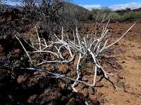 Ceropegia fusca 13, Saxifraga-Ed Stikvoort