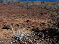 Ceropegia fusca 14, Saxifraga-Ed Stikvoort