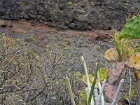 Ceropegia fusca 17, Saxifraga-Jeroen Willemsen