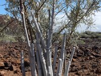Ceropegia fusca 2, Saxifraga-Ed Stikvoort