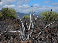 Ceropegia fusca 6, Saxifraga-Ed Stikvoort