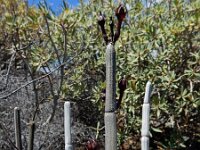 Ceropegia fusca 7, Saxifraga-Ed Stikvoort