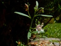 Chaenorhinum minus 11, Kleine leeuwenbek, Saxifraga-Ed Stikvoort