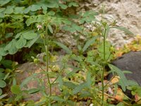Chaenorhinum minus 12, Kleine leeuwenbek, Saxifraga-Ed Stikvoort