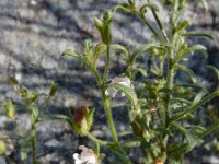 Chaenorhinum minus 14, Kleine leeuwenbek, Saxifraga-Ed Stikvoort