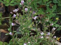 Chaenorhinum minus 5, Kleine leeuwenbek, Saxifraga-Peter Meininger