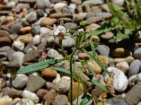 Chaenorhinum minus 6, Kleine leeuwenbek, Saxifraga-Ed Stikvoort