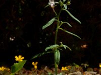 Chaenorhinum minus 7, Kleine leeuwenbek, Saxifraga-Ed Stikvoort