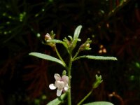 Chaenorhinum minus 9, Kleine leeuwenbek, Saxifraga-Ed Stikvoort