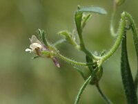 Chaenorhinum minus ssp minus 3, Kleine leeuwenbek, Saxifraga-Jan van der Straaten