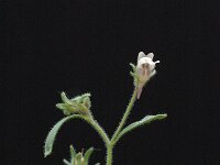 Chaenorhinum minus ssp minus 4, Kleine leeuwenbek, Saxifraga-Marijke Verhagen