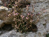 Chaenorhinum origanifolium 2, Marjoleinbekje, Saxifraga-Dirk Hilbers