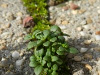Chaenorhinum origanifolium 8, Marjoleinbekje, Saxifraga-Rutger Barendse