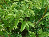 Chaerophyllum aromaticum 3, Saxifraga-Hans Grotenhuis