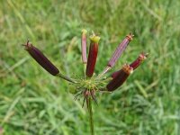 Chaerophyllum aromaticum 7, Saxifraga-Hans Grotenhuis
