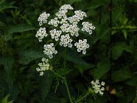 Chaerophyllum bulbosum