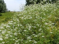 Chaerophyllum bulbosum 10, Knolribzaad, Saxifraga-Ed Stikvoort