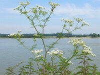 Chaerophyllum bulbosum 11, Knolribzaad, Saxifraga-Ed Stikvoort
