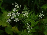 Chaerophyllum bulbosum 12, Knolribzaad, Saxifraga-Ed Stikvoort