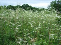 Chaerophyllum bulbosum 13, Knolribzaad, Saxifraga-Jasenka Topic