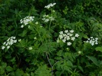 Chaerophyllum bulbosum 2, Knolribzaad, Saxifraga-Ed Stikvoort