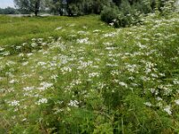 Chaerophyllum bulbosum 3, Knolribzaad, Saxifraga-Ed Stikvoort