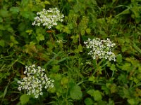 Chaerophyllum bulbosum 4, Knolribzaad, Saxifraga-Ed Stikvoort