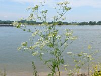 Chaerophyllum bulbosum 5, Knolribzaad, Saxifraga-Ed Stikvoort
