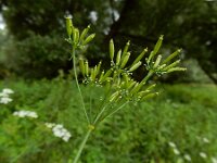 Chaerophyllum bulbosum 6, Knolribzaad, Saxifraga-Ed Stikvoort
