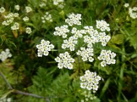 Chaerophyllum bulbosum 7, Knolribzaad, Saxifraga-Ed Stikvoort