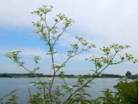 Chaerophyllum bulbosum 8, Knolribzaad, Saxifraga-Ed Stikvoort