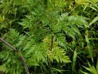 Chaerophyllum bulbosum 9, Knolribzaad, Saxifraga-Ed Stikvoort