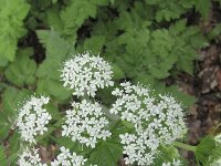 Chaerophyllum hirsutum