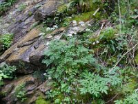 Chaerophyllum hirsutum 2, Borstelig ribzaad, Saxifraga-Rutger Barendse