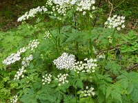 Chaerophyllum hirsutum 3, Borstelig ribzaad, Saxifraga-Rutger Barendse