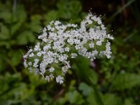 Chaerophyllum hirsutum 4, Borstelig ribzaad, Saxifraga-Ed Stikvoort