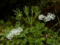 Chaerophyllum hirsutum 5, Borstelig ribzaad, Saxifraga-Ed Stikvoort