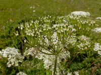 Chaerophyllum hirsutum 6, Borstelig ribzaad, Saxifraga-Ed Stikvoort